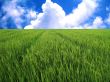 rice field in blue sky