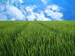 rice field in blue sky