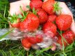 the washing of the fresh  strawberry