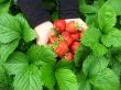 Palms full strawberries