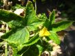 Flower of a cucumber with leaves