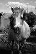 Portrait of a pony