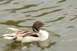 pintail duck