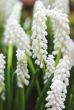 Muscari or Grape Hyacinth