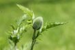 Poppy bud