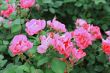 Pink roses bush blooming in the garden