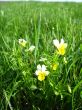 The flowers of wild pansies