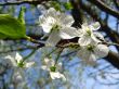 Blossoming tree of plum