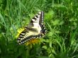 The beautiful butterfly of Papilio machaon