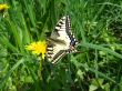 The beautiful butterfly of Papilio machaon