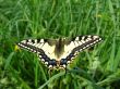 The beautiful butterfly of Papilio machaon