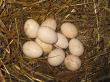 Nest of the hen with eggs