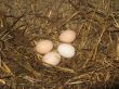 Nest of the hen with eggs