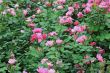 Pink roses bush blooming in the garden