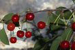 Red cherries on the branch of tree