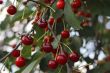 Red cherries on the branch of tree