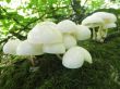 White glitter mushrooms grow up on the tree