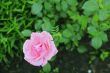 Pink rose blooming in the summer garden