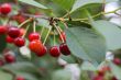 Red cherries on the branch of tree
