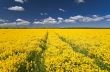 Yellow rape field way