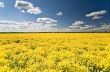 Rape field