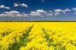 Rape field way