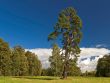 Pine-tree and birch