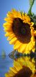 beatiful sunflower