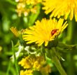 Ladybird