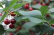Red cherries on the branch of tree