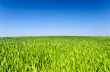 Green grass field