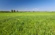 Green grass background