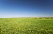 Field of grass