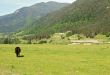 Lonely cow eat the grass on the summer alp meadow