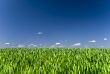 Blue sky and green grass background