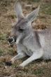 Grey Australian Kangaroo