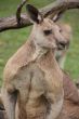 Large male Australian Kangaroo