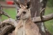 Large male Australian Kangaroo