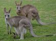 Two Australian Kangaroos with baby joey in pouch
