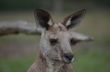 Australian Kangaroo 