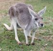 Australian Grey Kangaroo
