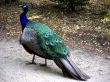 Peacock on a way