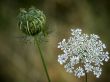 Wild Carrot