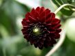 Dahlia-red