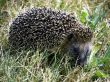 Hedgehog in the grass
