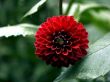 Dahlia