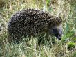 Hedgehog in the Park