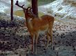 Deer with a broken antler