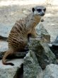 Meerkats and stones