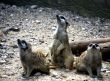 Meerkat triple gang